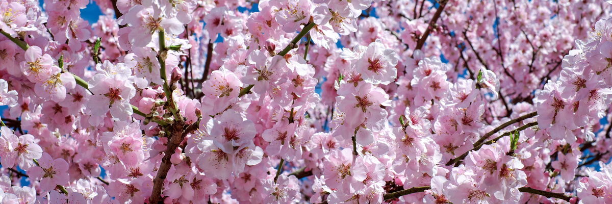 In Japan gibt es nicht nur japanische Kirschblüten... In Japan gibt es nicht nur japanische Kirschblüten...